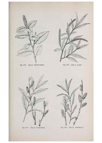 Reproducción/Reproduction 49742740793: The flora of the Liverpool district /. Liverpool :D. Marples & Co.,1902.. 