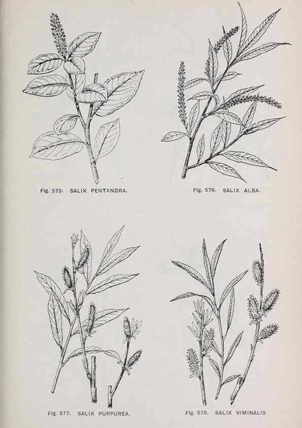 Reproducción/Reproduction 49742740793: The flora of the Liverpool district /. Liverpool :D. Marples & Co.,1902.. 