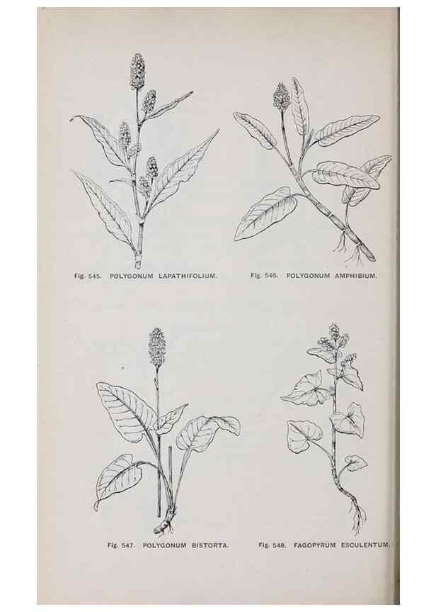 Reproducción/Reproduction 49743609067: The flora of the Liverpool district /. Liverpool :D. Marples & Co.,1902.. 