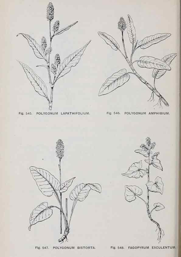Reproducción/Reproduction 49743609067: The flora of the Liverpool district /. Liverpool :D. Marples & Co.,1902.. 