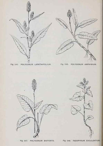 Reproducción/Reproduction 49743609067: The flora of the Liverpool district /. Liverpool :D. Marples & Co.,1902.. 