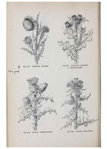 Reproducción/Reproduction 49743274751: The flora of the Liverpool district /. Liverpool :D. Marples & Co.,1902.. 