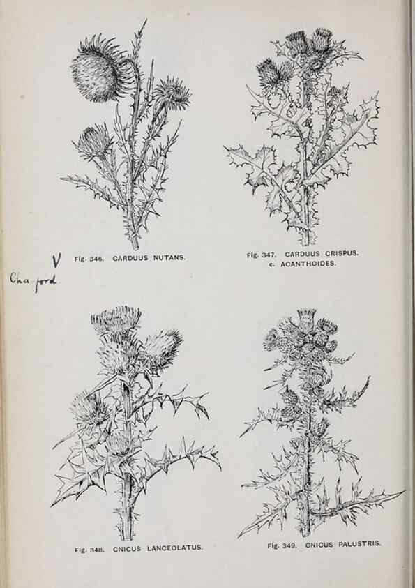 Reproducción/Reproduction 49743274751: The flora of the Liverpool district /. Liverpool :D. Marples & Co.,1902.. 