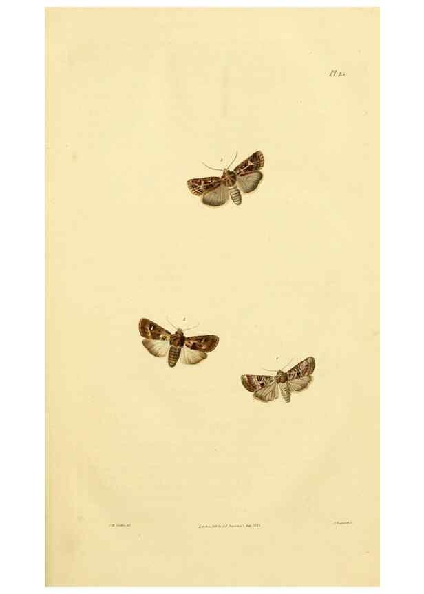 Reproducción/Reproduction 49746422932: Illustrations of British entomology;. London:Printed for the author; published by Baldwin and Cradock,1828-1835.. 