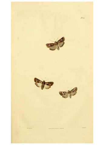 Reproducción/Reproduction 49746422932: Illustrations of British entomology;. London:Printed for the author; published by Baldwin and Cradock,1828-1835.. 