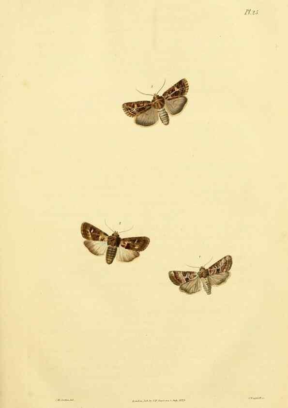 Reproducción/Reproduction 49746422932: Illustrations of British entomology;. London:Printed for the author; published by Baldwin and Cradock,1828-1835.. 