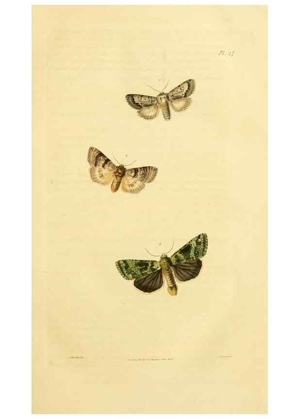 Reproducción/Reproduction 49745554683: Illustrations of British entomology;. London:Printed for the author; published by Baldwin and Cradock,1828-1835.. 