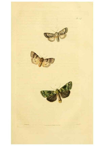 Reproducción/Reproduction 49745554683: Illustrations of British entomology;. London:Printed for the author; published by Baldwin and Cradock,1828-1835.. 