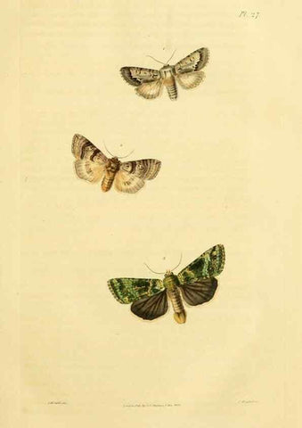 Reproducción/Reproduction 49745554683: Illustrations of British entomology;. London:Printed for the author; published by Baldwin and Cradock,1828-1835.. 