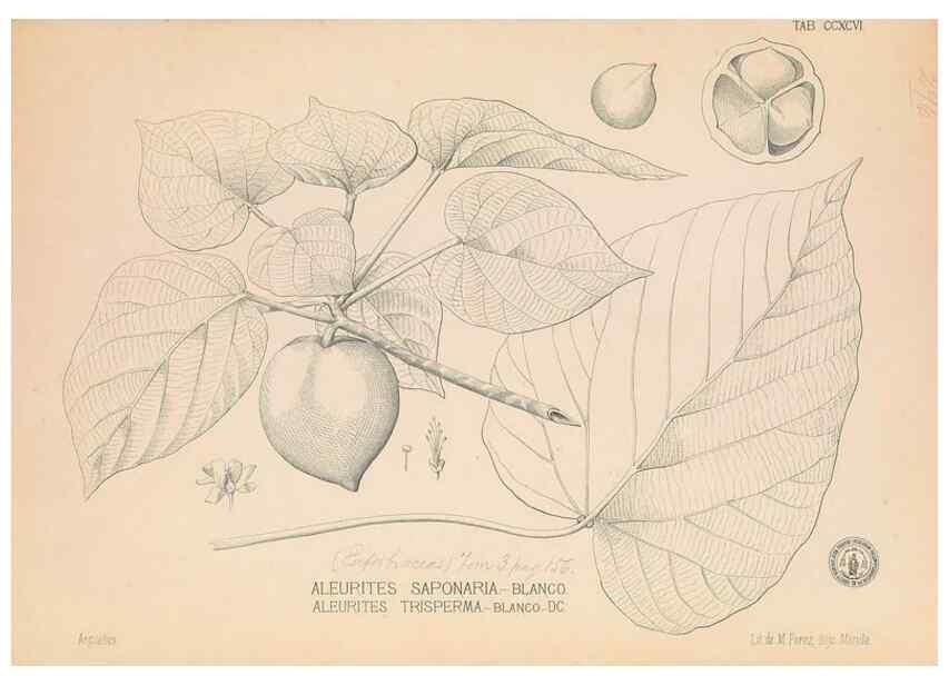 Reproducción/Reproduction 49747520392: Flora de Filipinas,. Manila,Estab. tip. de Plana y ca.,1877-83.. 