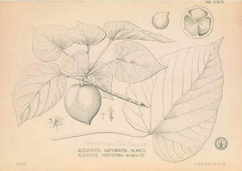 Reproducción/Reproduction 49747520392: Flora de Filipinas,. Manila,Estab. tip. de Plana y ca.,1877-83.. 