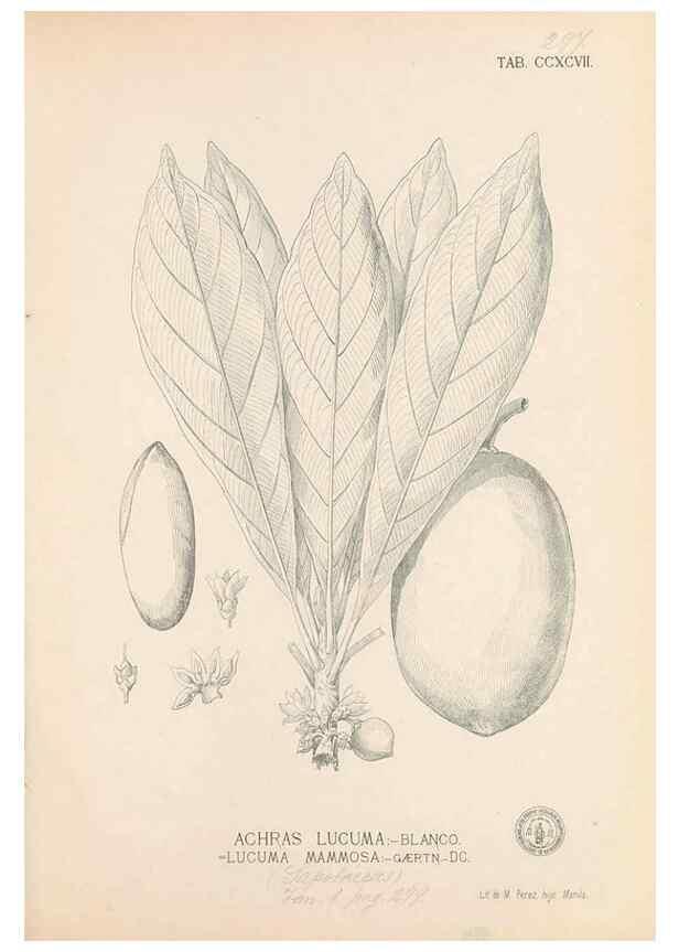 Reproducción/Reproduction 49747520657: Flora de Filipinas,. Manila,Estab. tip. de Plana y ca.,1877-83.. 