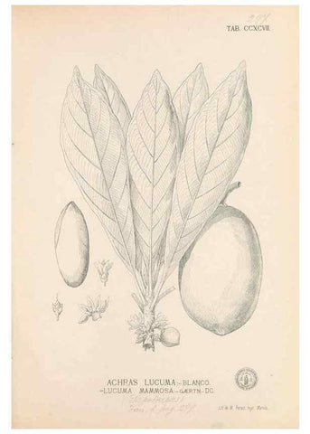 Reproducción/Reproduction 49747520657: Flora de Filipinas,. Manila,Estab. tip. de Plana y ca.,1877-83.. 