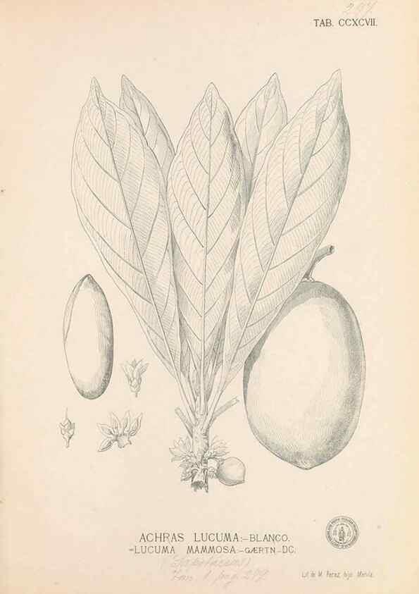 Reproducción/Reproduction 49747520657: Flora de Filipinas,. Manila,Estab. tip. de Plana y ca.,1877-83.. 