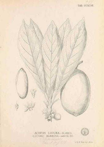 Reproducción/Reproduction 49747520657: Flora de Filipinas,. Manila,Estab. tip. de Plana y ca.,1877-83.. 