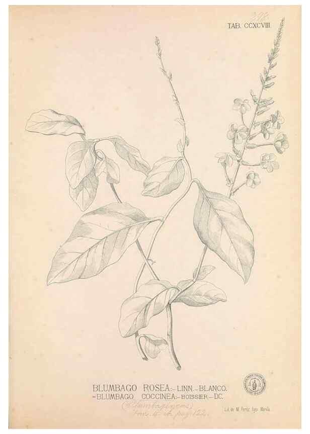 Reproducción/Reproduction 49746652183: Flora de Filipinas,. Manila,Estab. tip. de Plana y ca.,1877-83.. 