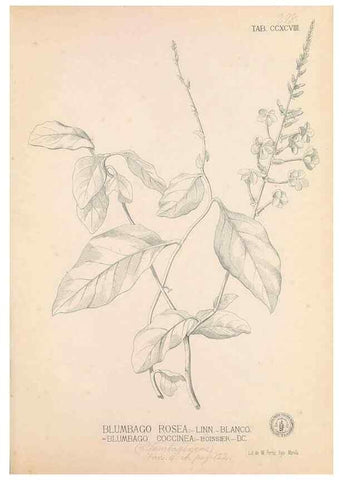 Reproducción/Reproduction 49746652183: Flora de Filipinas,. Manila,Estab. tip. de Plana y ca.,1877-83.. 