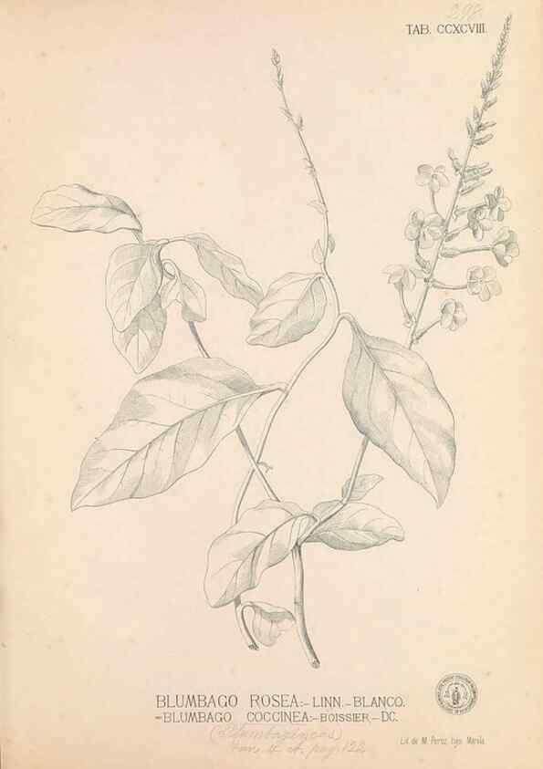Reproducción/Reproduction 49746652183: Flora de Filipinas,. Manila,Estab. tip. de Plana y ca.,1877-83.. 