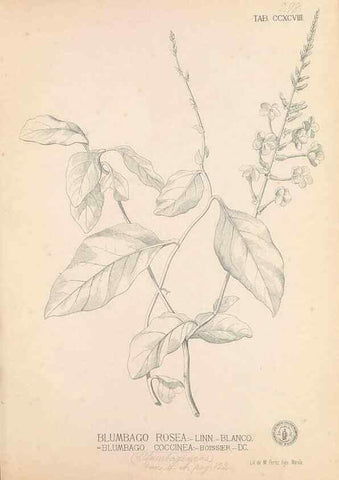 Reproducción/Reproduction 49746652183: Flora de Filipinas,. Manila,Estab. tip. de Plana y ca.,1877-83.. 