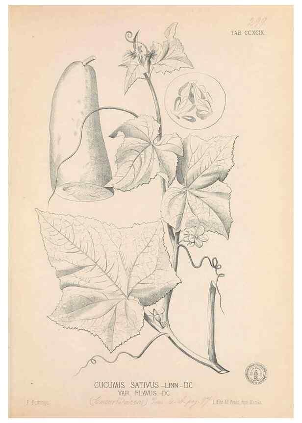 Reproducción/Reproduction 49746652403: Flora de Filipinas,. Manila,Estab. tip. de Plana y ca.,1877-83.. 
