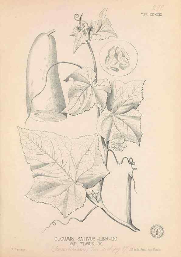 Reproducción/Reproduction 49746652403: Flora de Filipinas,. Manila,Estab. tip. de Plana y ca.,1877-83.. 