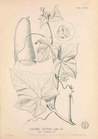 Reproducción/Reproduction 49746652403: Flora de Filipinas,. Manila,Estab. tip. de Plana y ca.,1877-83.. 