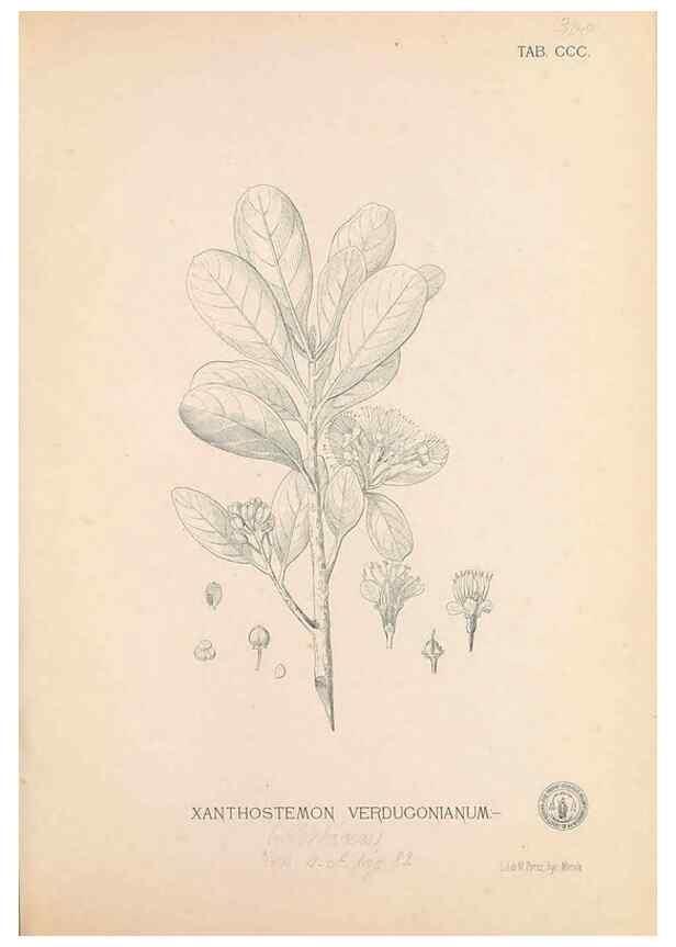 Reproducción/Reproduction 49747193496: Flora de Filipinas,. Manila,Estab. tip. de Plana y ca.,1877-83.. 
