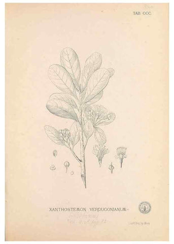Reproducción/Reproduction 49747193496: Flora de Filipinas,. Manila,Estab. tip. de Plana y ca.,1877-83.. 