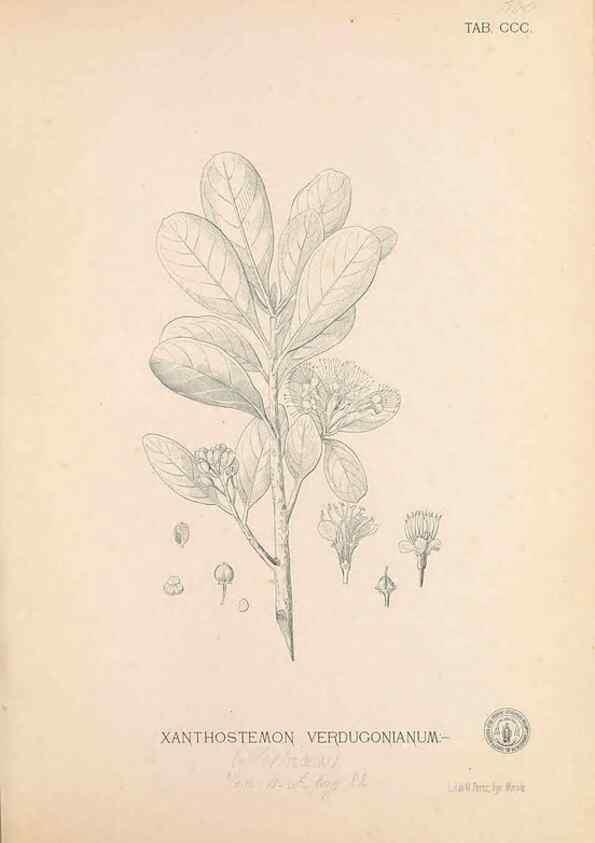 Reproducción/Reproduction 49747193496: Flora de Filipinas,. Manila,Estab. tip. de Plana y ca.,1877-83.. 