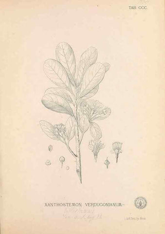 Reproducción/Reproduction 49747193496: Flora de Filipinas,. Manila,Estab. tip. de Plana y ca.,1877-83.. 