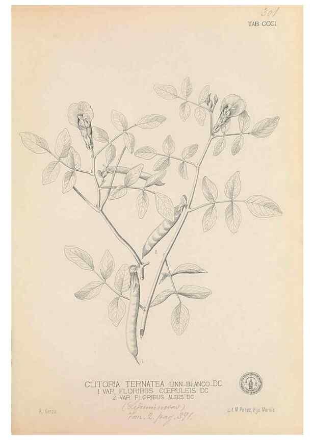 Reproducción/Reproduction 49747193671: Flora de Filipinas,. Manila,Estab. tip. de Plana y ca.,1877-83.. 