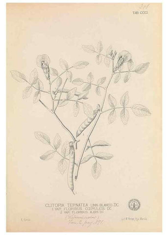 Reproducción/Reproduction 49747193671: Flora de Filipinas,. Manila,Estab. tip. de Plana y ca.,1877-83.. 