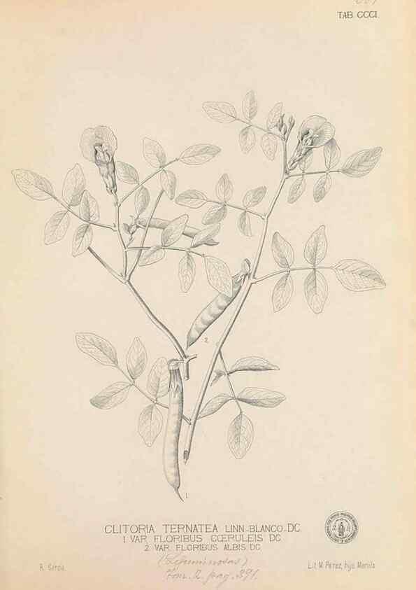 Reproducción/Reproduction 49747193671: Flora de Filipinas,. Manila,Estab. tip. de Plana y ca.,1877-83.. 