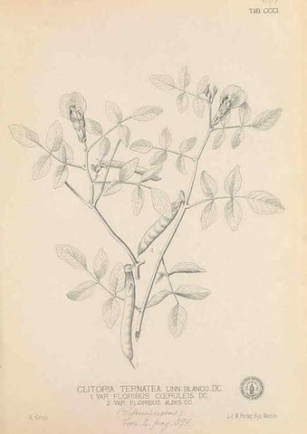 Reproducción/Reproduction 49747193671: Flora de Filipinas,. Manila,Estab. tip. de Plana y ca.,1877-83.. 
