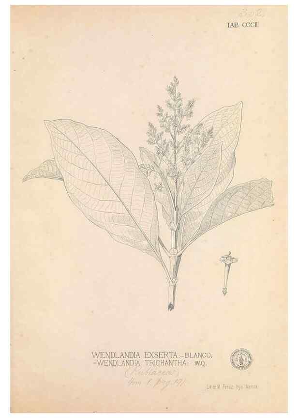 Reproducción/Reproduction 49746653173: Flora de Filipinas,. Manila,Estab. tip. de Plana y ca.,1877-83.. 