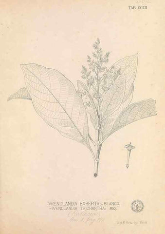 Reproducción/Reproduction 49746653173: Flora de Filipinas,. Manila,Estab. tip. de Plana y ca.,1877-83.. 