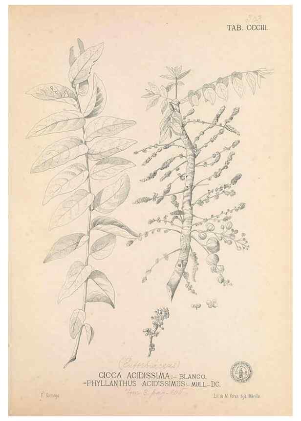 Reproducción/Reproduction 49747194191: Flora de Filipinas,. Manila,Estab. tip. de Plana y ca.,1877-83.. 