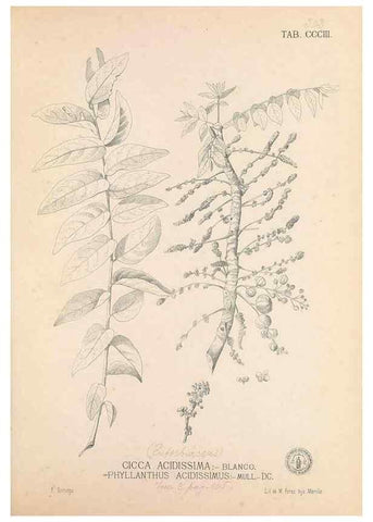 Reproducción/Reproduction 49747194191: Flora de Filipinas,. Manila,Estab. tip. de Plana y ca.,1877-83.. 