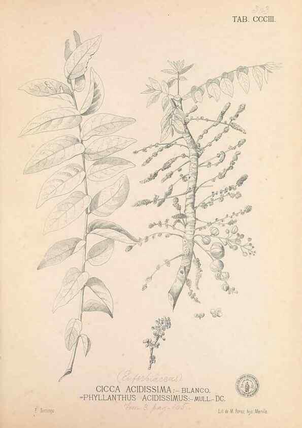 Reproducción/Reproduction 49747194191: Flora de Filipinas,. Manila,Estab. tip. de Plana y ca.,1877-83.. 