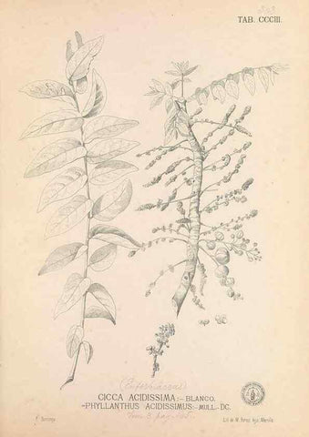 Reproducción/Reproduction 49747194191: Flora de Filipinas,. Manila,Estab. tip. de Plana y ca.,1877-83.. 