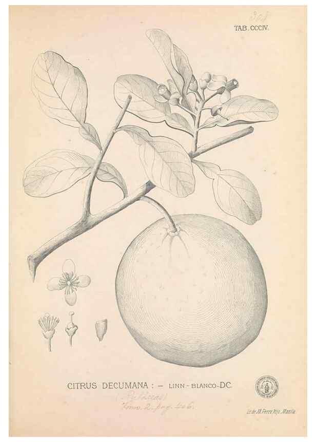 Reproducción/Reproduction 49746653688: Flora de Filipinas,. Manila,Estab. tip. de Plana y ca.,1877-83.. 