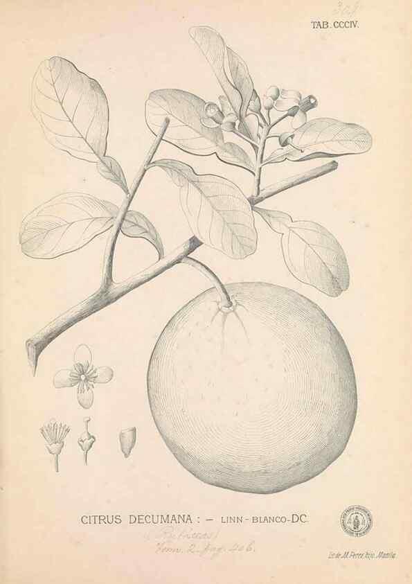 Reproducción/Reproduction 49746653688: Flora de Filipinas,. Manila,Estab. tip. de Plana y ca.,1877-83.. 