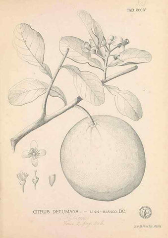 Reproducción/Reproduction 49746653688: Flora de Filipinas,. Manila,Estab. tip. de Plana y ca.,1877-83.. 