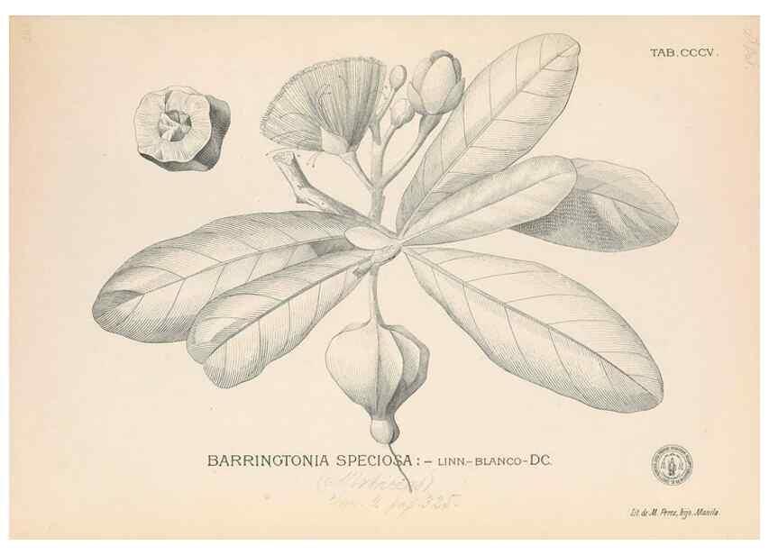 Reproducción/Reproduction 49746653978: Flora de Filipinas,. Manila,Estab. tip. de Plana y ca.,1877-83.. 
