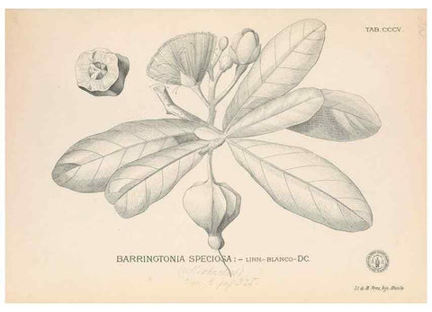Reproducción/Reproduction 49746653978: Flora de Filipinas,. Manila,Estab. tip. de Plana y ca.,1877-83.. 