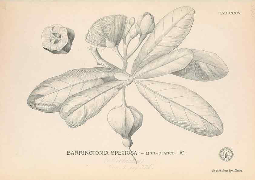 Reproducción/Reproduction 49746653978: Flora de Filipinas,. Manila,Estab. tip. de Plana y ca.,1877-83.. 