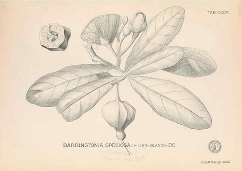 Reproducción/Reproduction 49746653978: Flora de Filipinas,. Manila,Estab. tip. de Plana y ca.,1877-83.. 