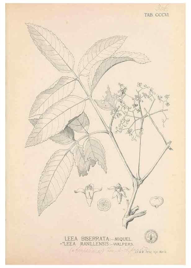 Reproducción/Reproduction 49747522772: Flora de Filipinas,. Manila,Estab. tip. de Plana y ca.,1877-83.. 