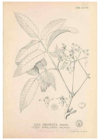 Reproducción/Reproduction 49747522772: Flora de Filipinas,. Manila,Estab. tip. de Plana y ca.,1877-83.. 
