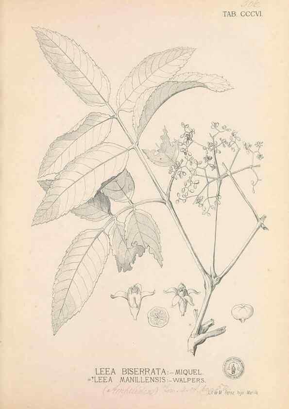 Reproducción/Reproduction 49747522772: Flora de Filipinas,. Manila,Estab. tip. de Plana y ca.,1877-83.. 